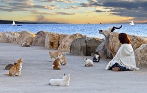 Por que as colônias de gatos devem ser controladas?