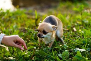 Nossas dicas para se aproximar de um cão medroso