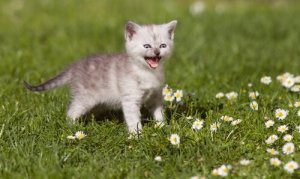 Tudo sobre o miado dos gatos