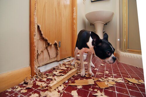 Cão destrói casa