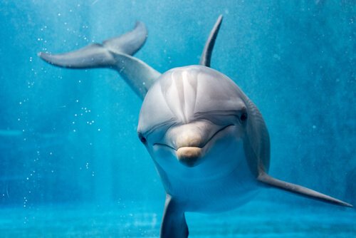 Comportamento dos golfinhos, quase humano?