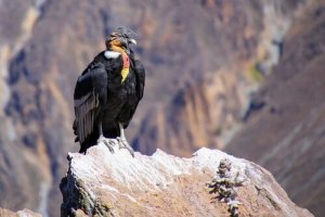 Conheça o condor dos Andes, um pássaro majestoso