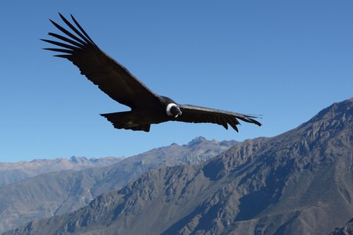 condor dos Andes