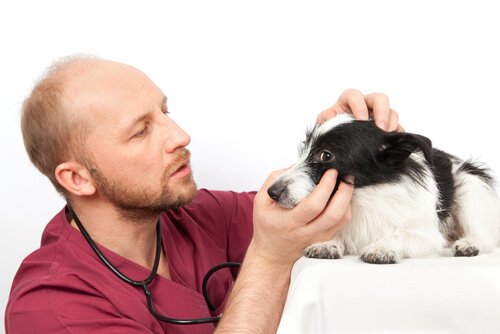 veterinário examinando olhos de um cão