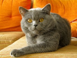 Corrigir um mau comportamento de seu gato