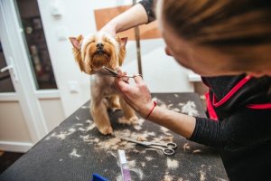 Devo cortar os pelos do meu animal de estimação no verão?