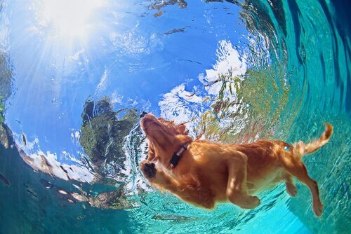 Cão nadando