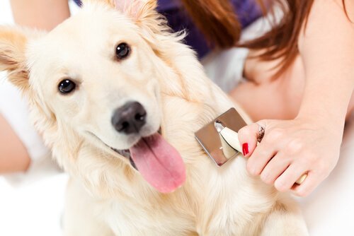 O que eu faço se meu cão não quiser que eu o escove? O que eu faço se meu cão não quiser que eu o escove?