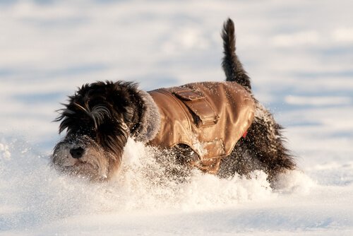 Cão na neve