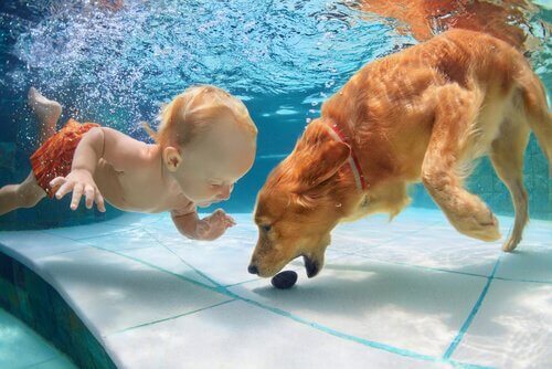Cão e bebê nadando
