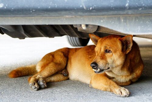 cão debaixo do carro