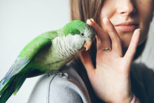 Desparasitar aves domésticas, alguns conselhos