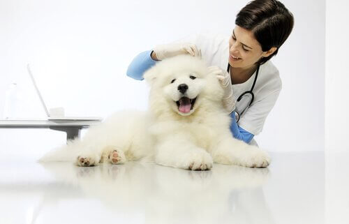 cão no veterinário