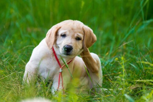 Dirofilariose canina: tratamento e prevenção