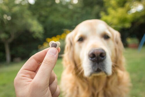 Cachorro recebendo petisco