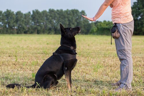 Adestramento canino