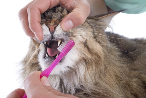 escovar dentes do gato