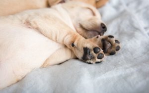 O esporão do mastim tem alguma função?