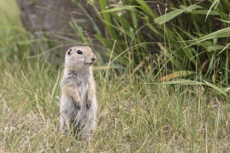 Esquilo de Richardson