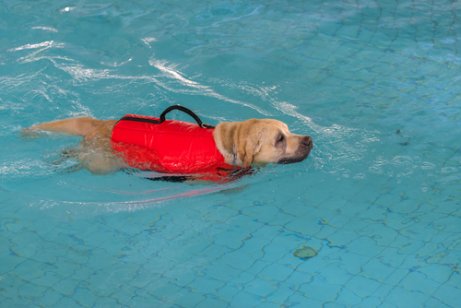 Cachorro fazendo fisioterapia na água
