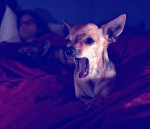 O que você fazer para seu cão não latir à noite?