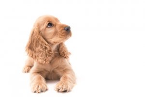 Como fazer com que seu cão te respeite desde filhote