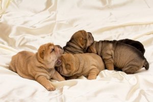 Você conhece estas raças de cães com rugas?