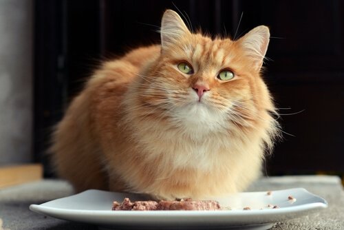 O que fazer se seu gato para de comer