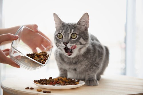 Dicas para um gato comer de forma saudável