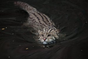 Gato pescador, um felino em perigo de extinção