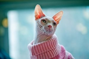 Você quer um gato que não solta pelos?