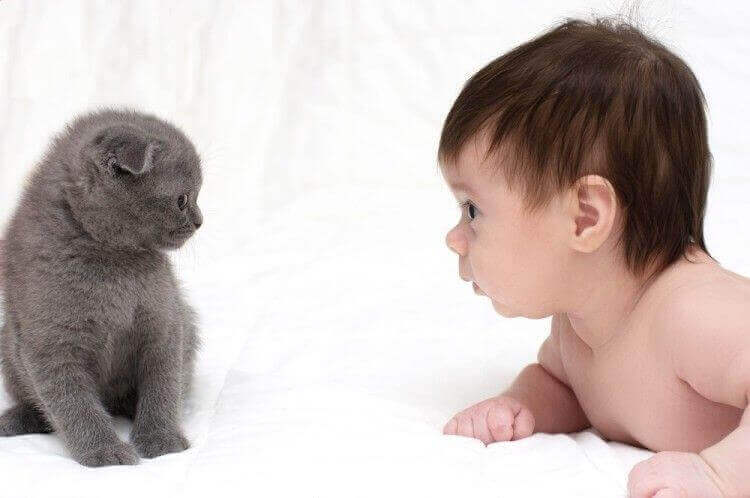 Os gatos podem ser amigos dos bebês?