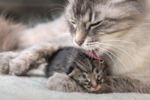 Doenças congênitas em gatos