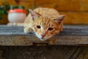 Giardia em gatos: sintomas e como é transmitida