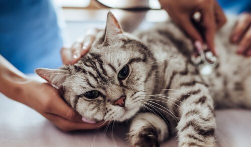 Giardia gatos diarrea - Giardiasis gatos sintomas, Giardiasis gatos tratamiento, Giardia gatos