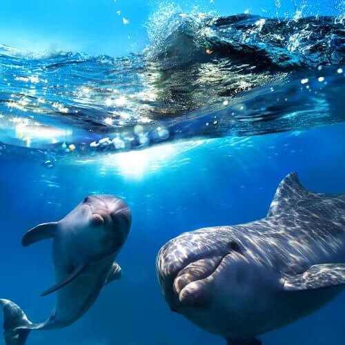 golfinhos no fundo do mar