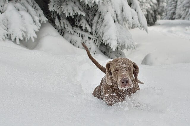 mushing cão na neve