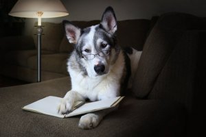 Como melhorar as habilidades sociais do cão