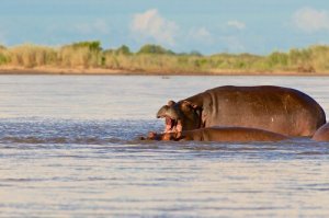 Por que os hipopótamos são perigosos?