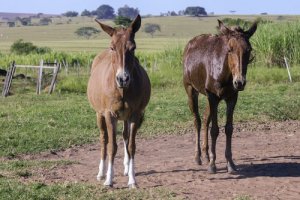A mula, animal teimoso e perseverante