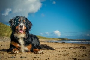 Infecções mais comuns no verão: proteja seu cachorro