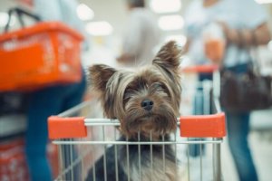 Você pode ir às compras com seu animal de estimação?
