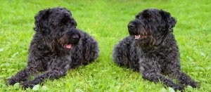 Kerry Blue Terrier