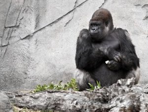 Koko, a gorila falante