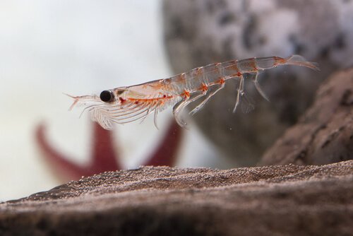 Krill antártico