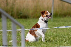 Kromfohrländer, uma raça jovem e amigável
