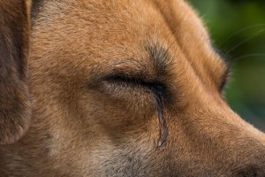 O que causa o lacrimejo em seu cão?