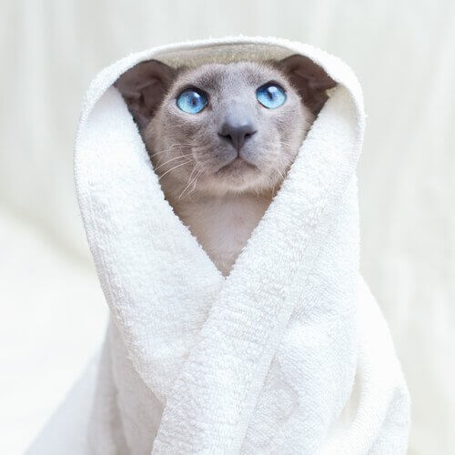 banho de gato