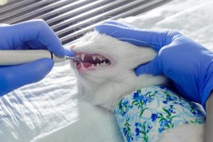 Limpeza bucal de seu gato, passo a passo