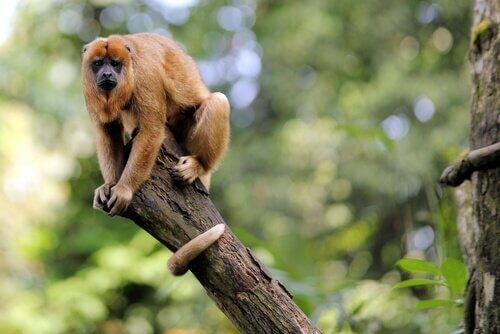 estrutura social dos macacos
